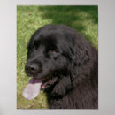 Search for newfoundland dog posters Pet