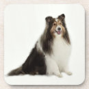 Search for colly barware Sheepdog