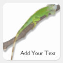 Search for green iguana stickers Animal