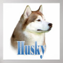 Search for siberian husky posters Sled