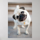 Search for tilt posters Pug