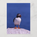 Search for puffin postcards Sea