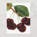 Search for vintage cherries postcards Farm