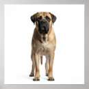 Search for mastiff art Dog