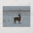 Search for deer buck postcards Wildlife photography