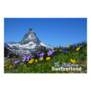 Search for alpine flower posters Alps