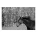 Search for w horse posters Black and white photography