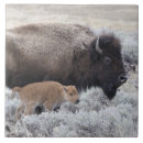 Search for cow and calf tiles Animal