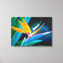 Search for unique bird Floral