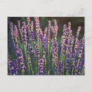 Search for lavender background postcards Flowers