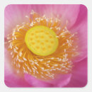 Search for joanne stickers Lotus
