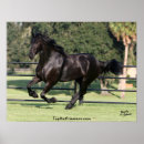 Search for friesian horse art Friesians