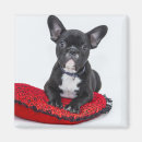 Search for cushion magnets Dogs