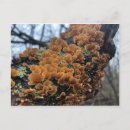 Search for fungus postcards Mushroom