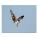 Search for osprey bird posters Raptor