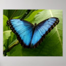 Search for blue morpho butterfly posters Tropical