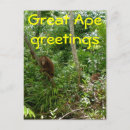 Search for ape postcards Orangutan