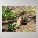 Search for squirrel pictures posters Photography