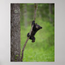Search for black bears posters Danita delimont