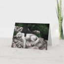 Search for white wolf cards Animals