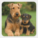 Search for airedale stickers Puppy