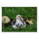 Search for duck saying cards Bird