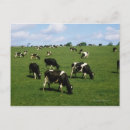 Search for holstein cow postcards Animal