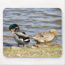 Search for wild duck electronics Mallard