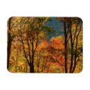 Search for anna magnets Forest