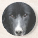 Search for collie coasters Animal