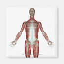 Search for muscles magnets Body
