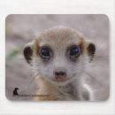 Search for meerkats mousepads Kalahari