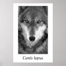 Search for timber posters Wolf