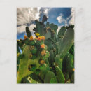 Search for bloomed postcards Sky