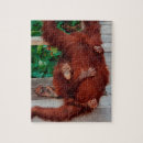 Search for orangutan puzzles Borneo