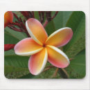 Search for plumeria standard mousepads Plants