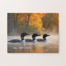 Search for loon puzzles Animal