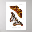 Search for vintage moth illustration posters Insect