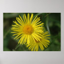 Search for classy posters Pretty