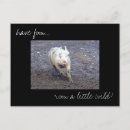 Search for farm pig postcards Nature