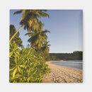 Search for idyllic magnets Palm tree