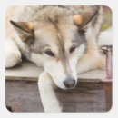 Search for dog sled stickers Husky