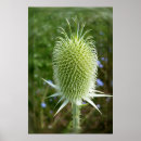 Search for thistle art Green