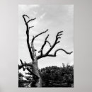 Search for bare trees posters Bark