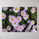 Search for purple and light posters Sun