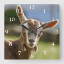 Search for goat clocks Livestock