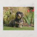 Search for wire haired dachshund postcards Sitting