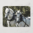 Search for percheron postcards Draught