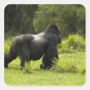Search for silverback gorilla stickers Africa
