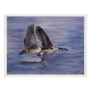 Search for canadian wildlife posters Birds